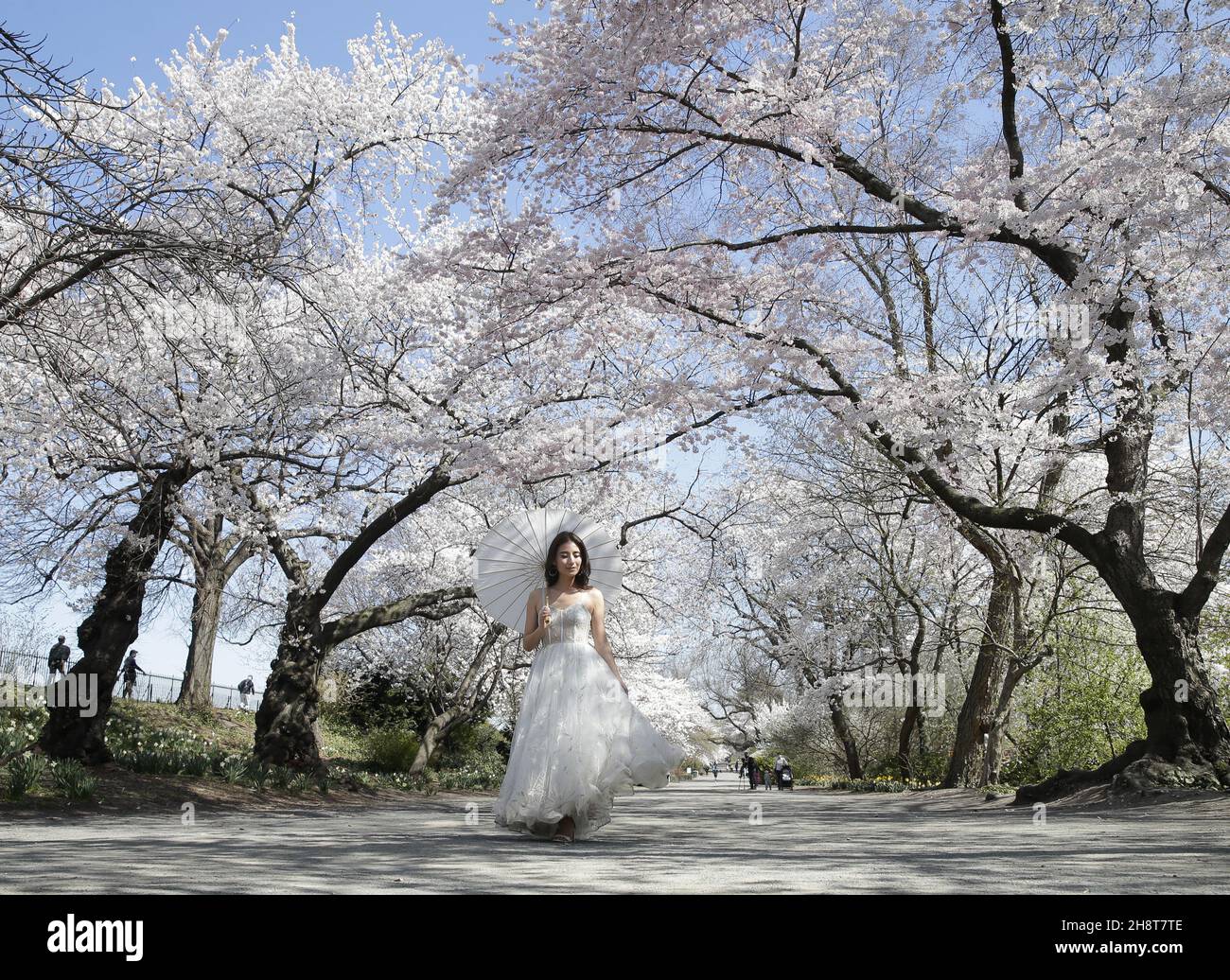 Beautiful Bride Poses Near Trees In The Park Photo Background And Picture  For Free Download - Pngtree