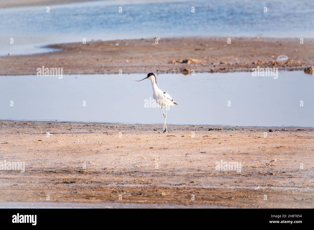 The pied avocet, Recurvirostra avosetta, is a large black and white ...