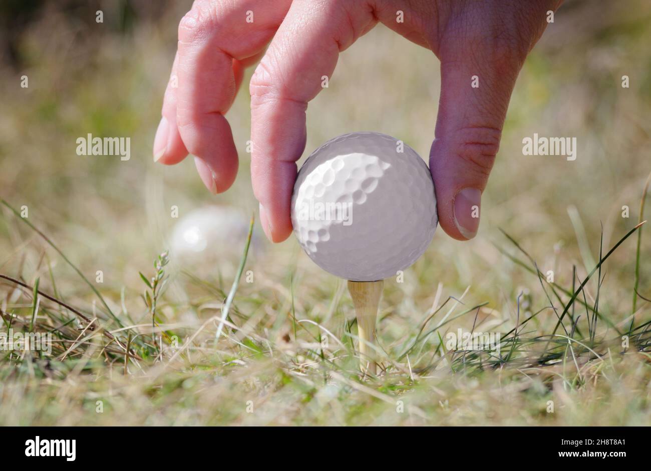White golf ball being setting up on tee Stock Photo