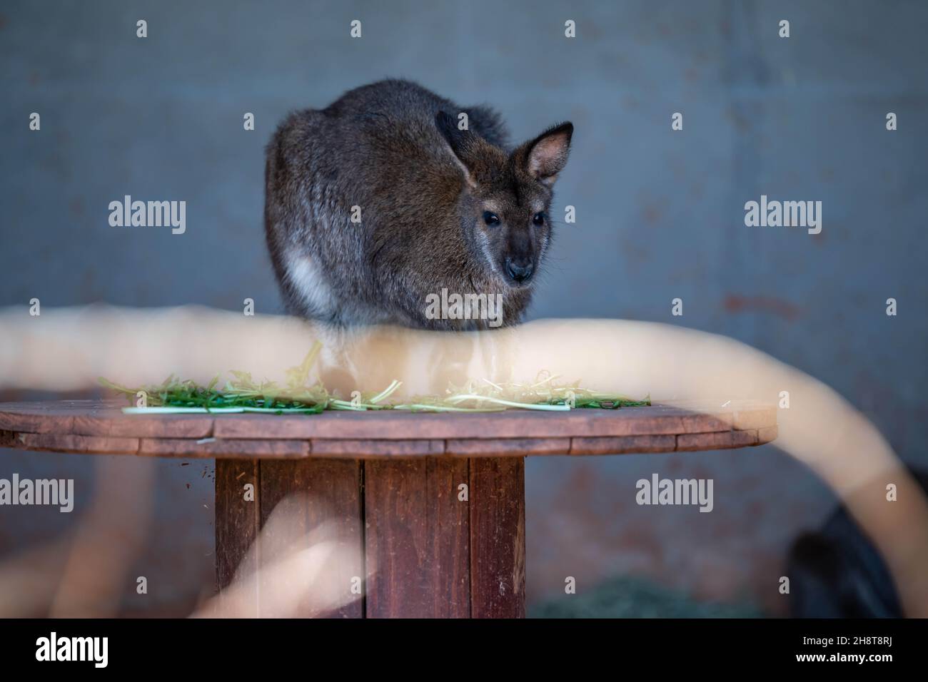 Spring Wallaby A Bennett Wallaby in Palm Springs, California Stock Photo - Alamy