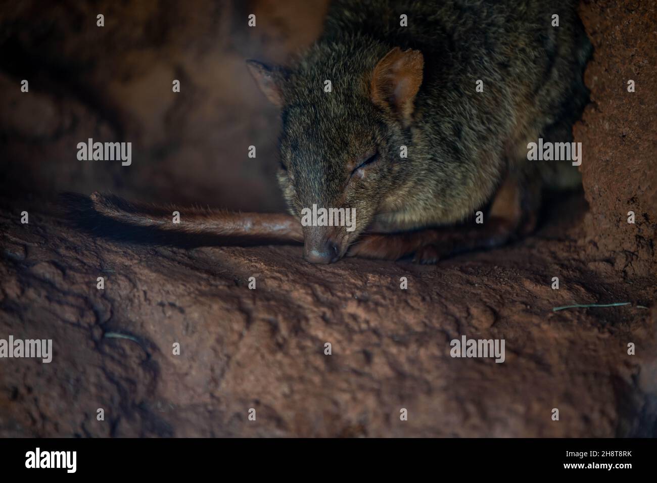Spring Wallaby A Bennett Wallaby in Palm Springs, California Stock Photo - Alamy