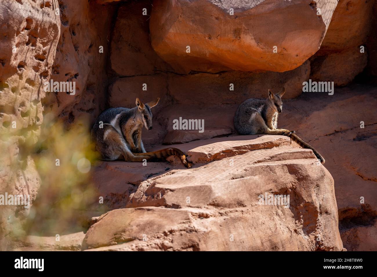 Spring Wallaby A Yellow Footed Wallaby in Palm Springs, California Stock Photo - Alamy