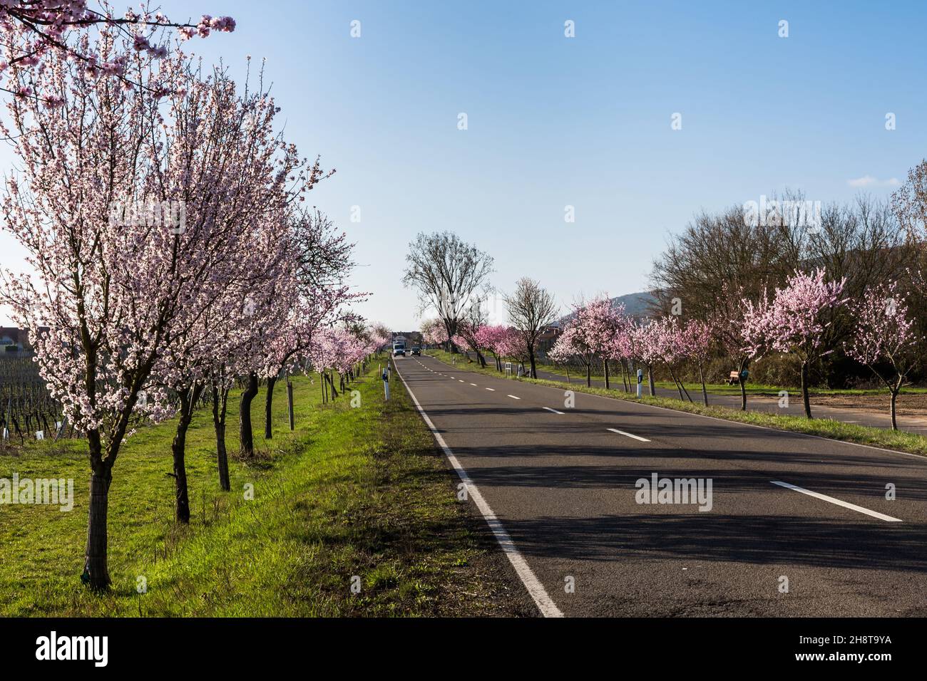 Almond blossom on the German Wine Route near Bad Duerkheim, Rhineland-Palatinate, Germany Stock Photo