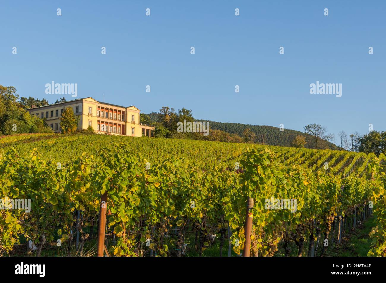 Vineyards and historic villa in the Palatinate in Germany Stock Photo