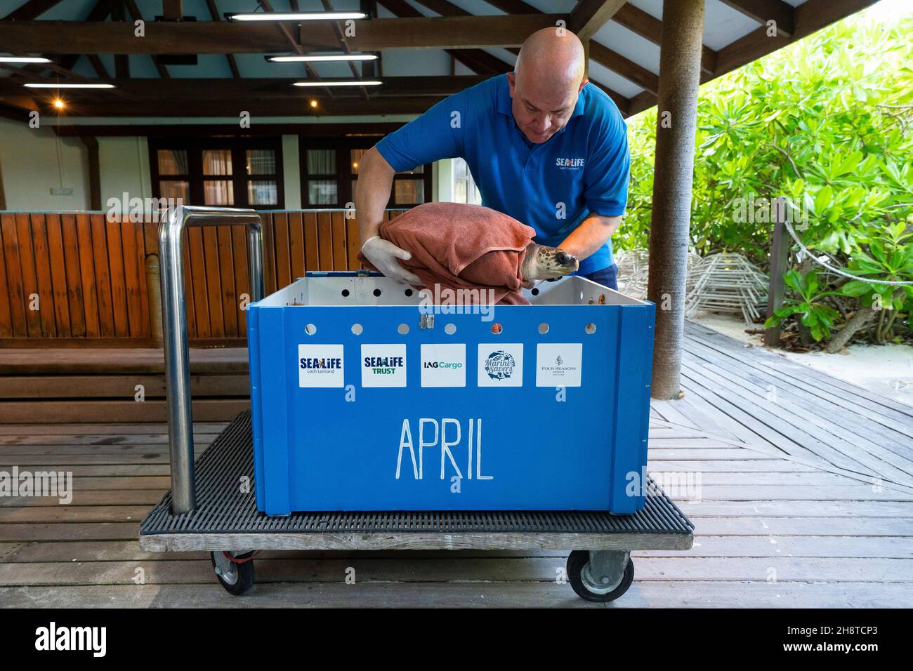 Animal Care Curator Mark Hind places April, an olive ridley sea turtle, into a crate before beginning her journey to the UK, at the Turtle Rehabilitation Centre at Four Seasons Resort at Kuda Huraa, Maldives. Picture date: November 19, 2021. See PA story ENVIRONMENT Turtle Maldives. April, who has been relocated to her new home at Sea Life Loch Lomond, was found floating on the ocean surface in Raa Atoll in the Maldives, entangled in a discarded fishing net with her front right flipper missing and a plastic bag around her neck. She is unable to dive due to issues with buoyancy, making a return Stock Photo