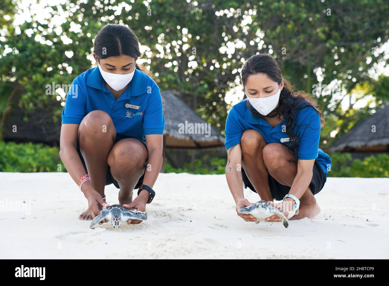 Reefscapers staff Maani and Alejandra release two juvenile sea turtles back into the wild at the Turtle Rehabilitation Centre at Four Seasons Resort at Kuda Huraa, Maldives. Picture date: November 18, 2021. See PA story ENVIRONMENT Turtle Maldives. Maldives-based environmental agency Reefscapers, who release rehabilitated turtles, helped nurse olive ridley sea turtle April back to health before she was relocated to her new home at Sea Life Loch Lomond. April was found floating on the ocean surface in Raa Atoll in the Maldives, entangled in a discarded fishing net with her front right flipper m Stock Photo