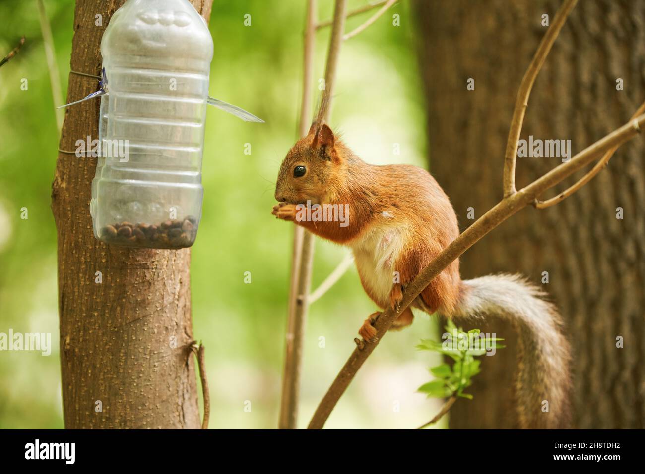 Red squirrel eats from a feeder in the autumn park Stock Photo