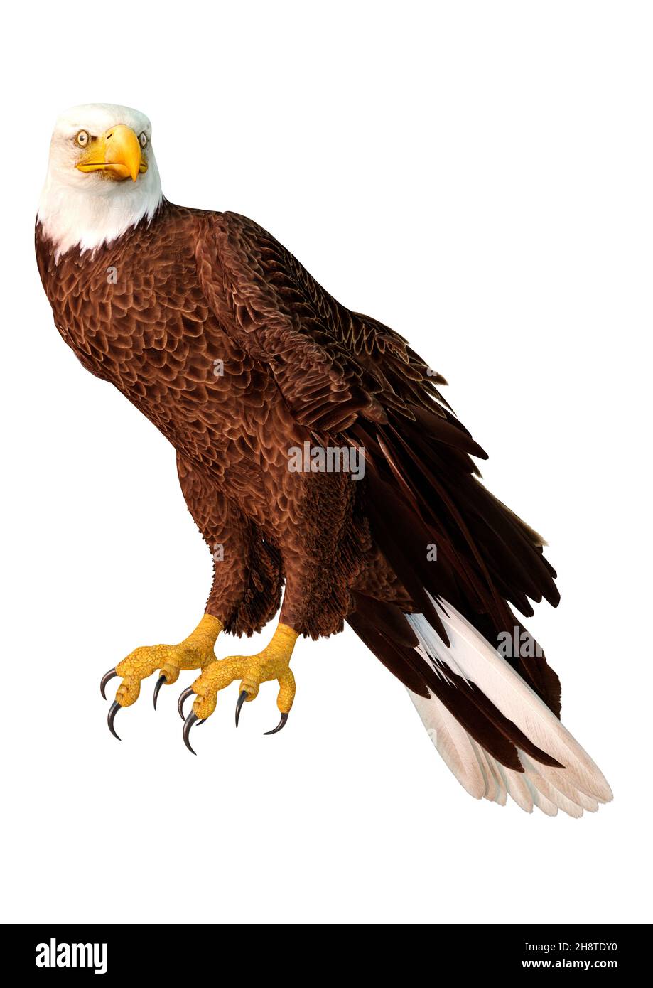 3D rendering of a bald eagle isolated on white background Stock Photo ...