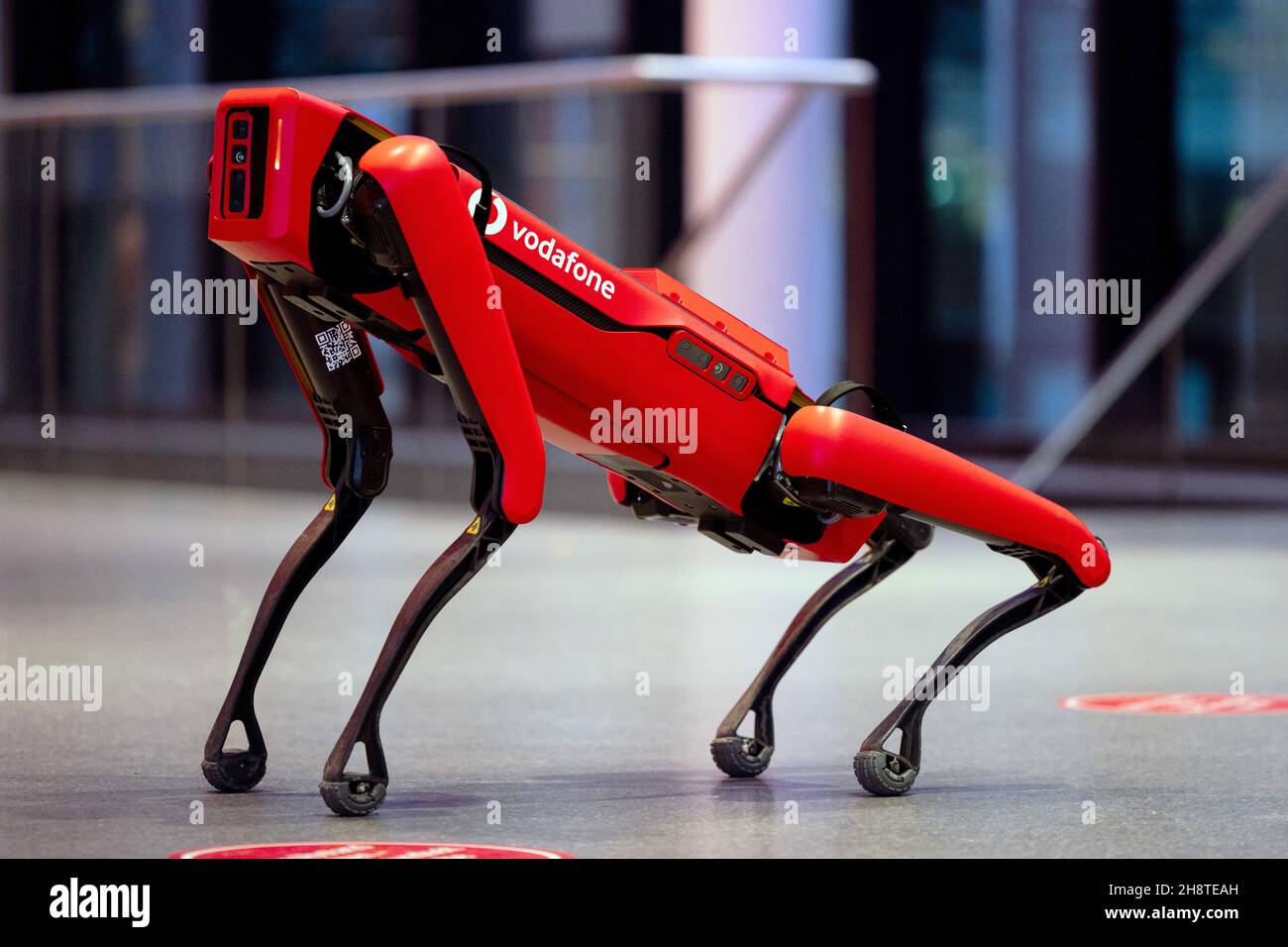 Duesseldorf, Germany. 30th Nov, 2021. The robot dog "Spot" from the  manufacturer Boston Dynamics is located at the Vodafone headquarters.  Vodafone technicians have converted it to the 5G standard and thus increased