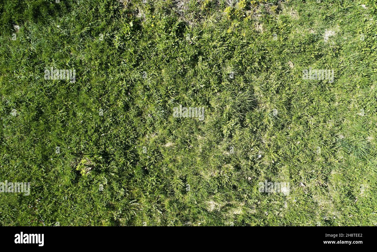 Pale green grass texture background above top drone. view. Pattern