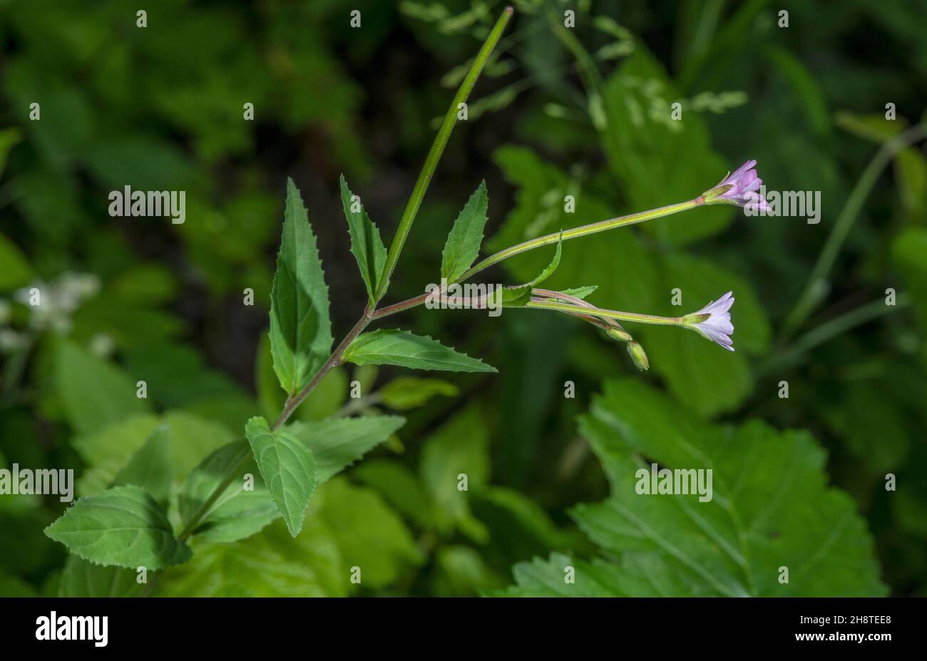 Hill Willow-herb, Epilobium collinum in flower and fruit. Stock Photo