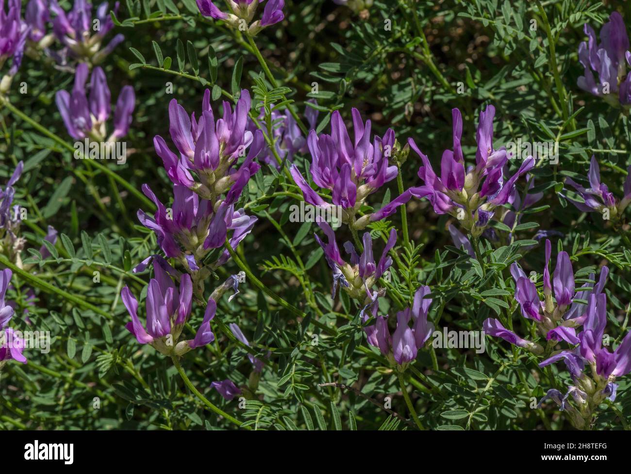 Sainfoin milk vetch, Astragalus onobrychis in flower on the col du Lauteret, French Alps. Stock Photo