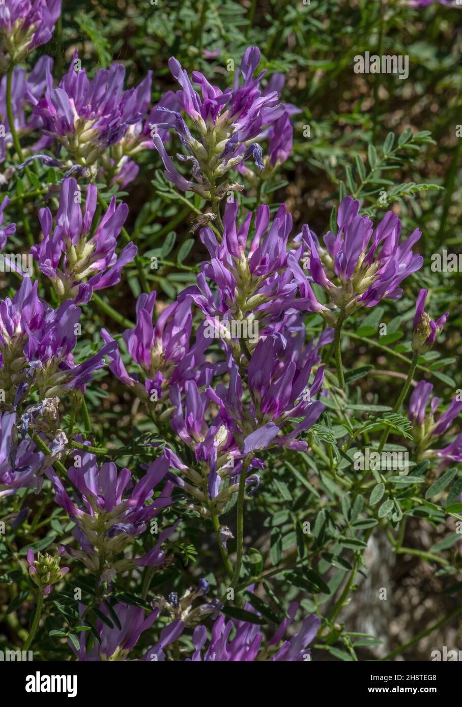 Sainfoin milk vetch, Astragalus onobrychis in flower on the col du Lauteret, French Alps. Stock Photo