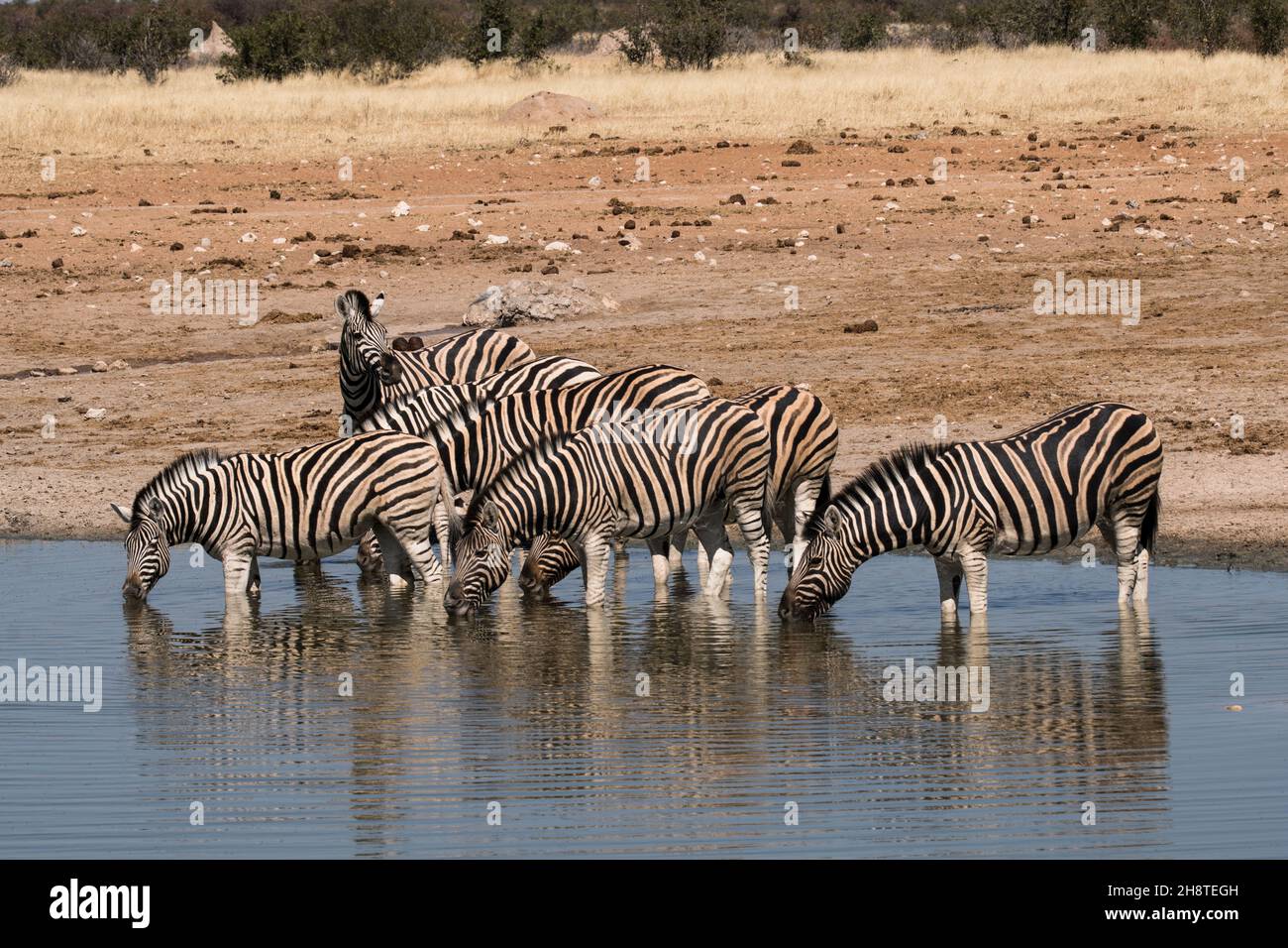 herd of Burchell's Zebra (Equus quagga burchelliidrinking) water in  Etosha National Park - Namibia Stock Photo