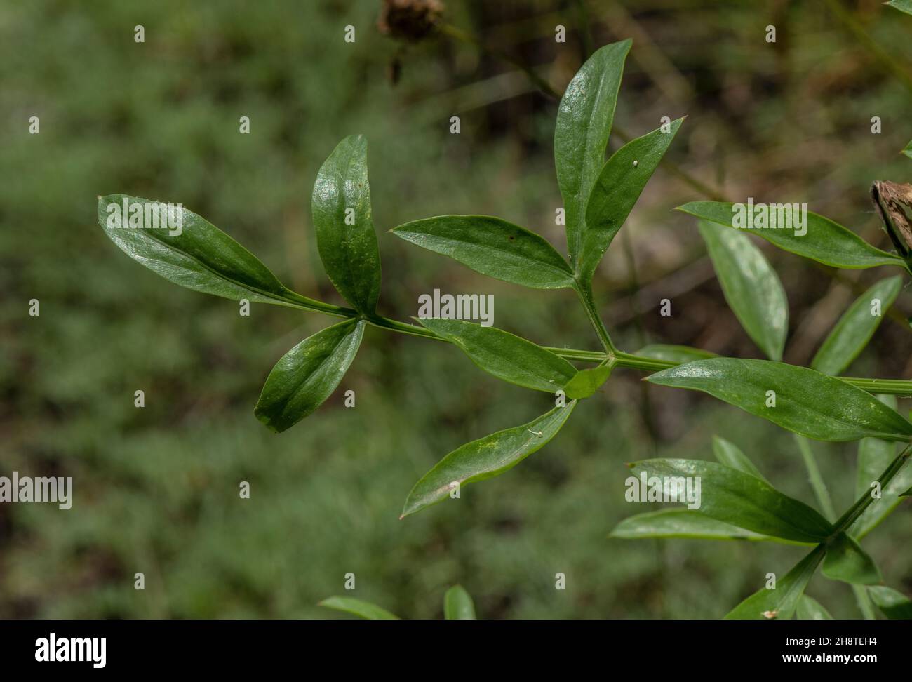 A Laserwort, Laserpitium siler, leaf shape only. Stock Photo