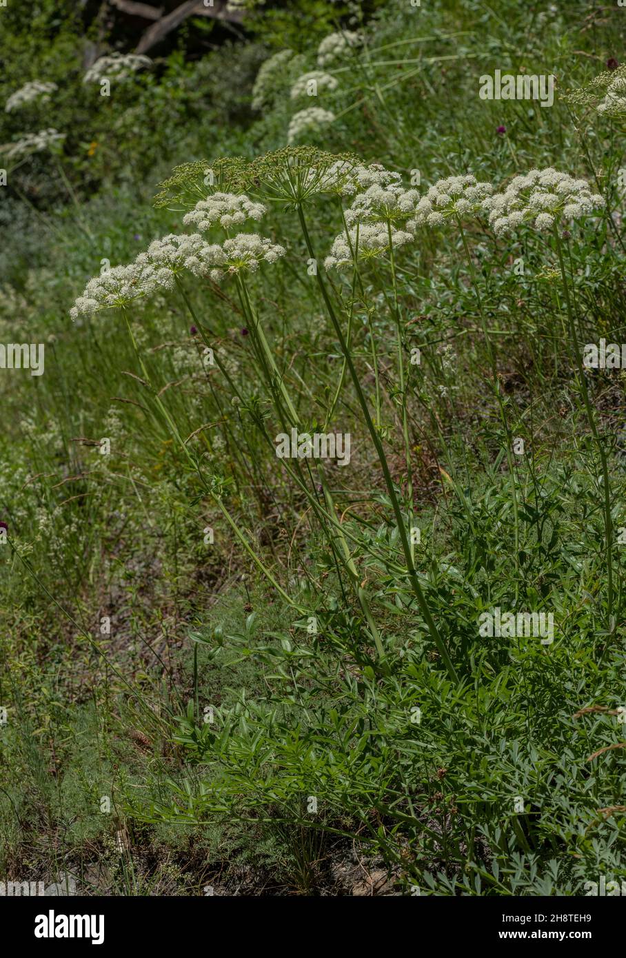 A Laserwort, Laserpitium siler, lin flower in the french alps. Stock Photo