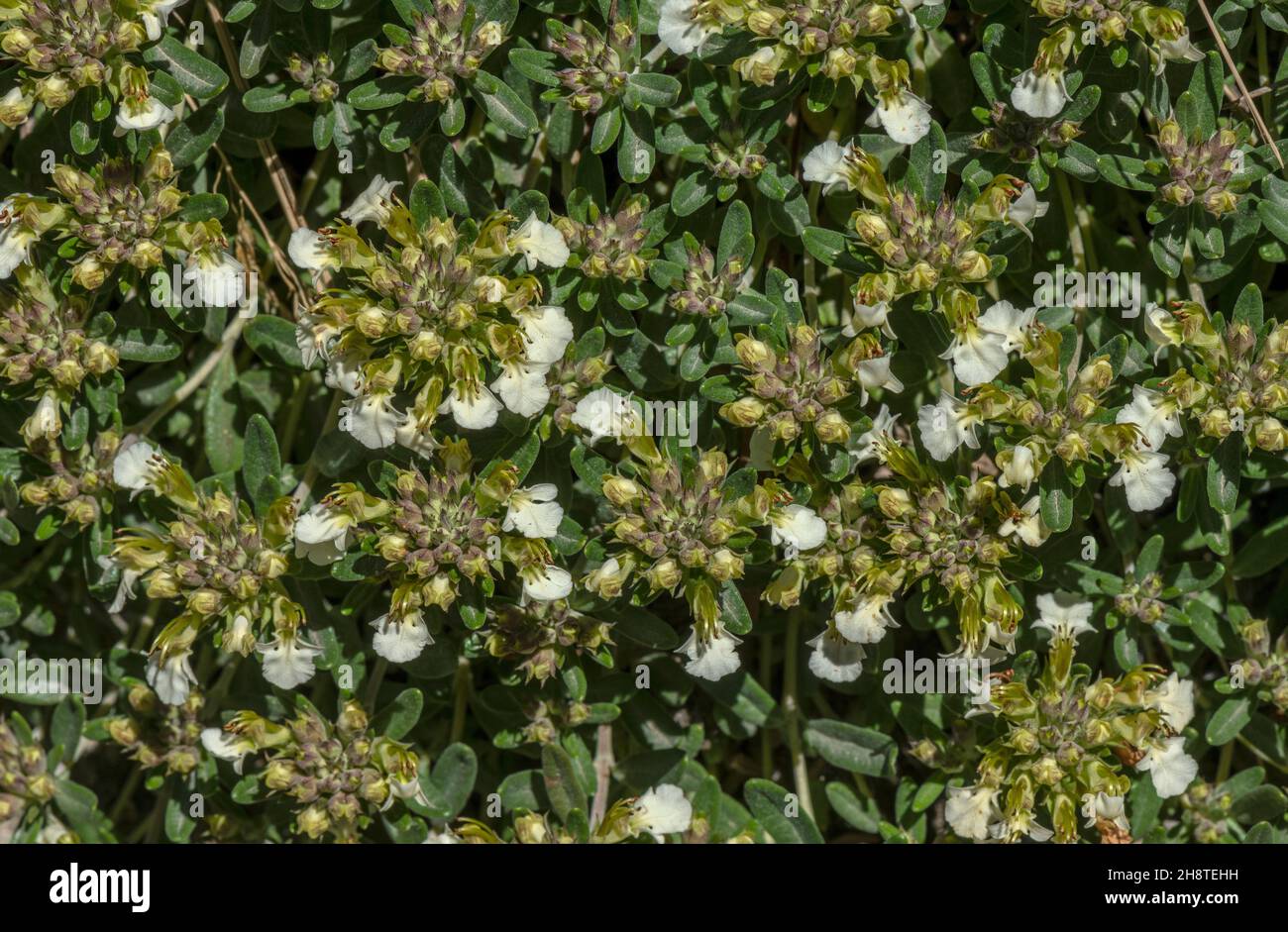 Mountain germander, Teucrium montanum in flower in the alps. Stock Photo