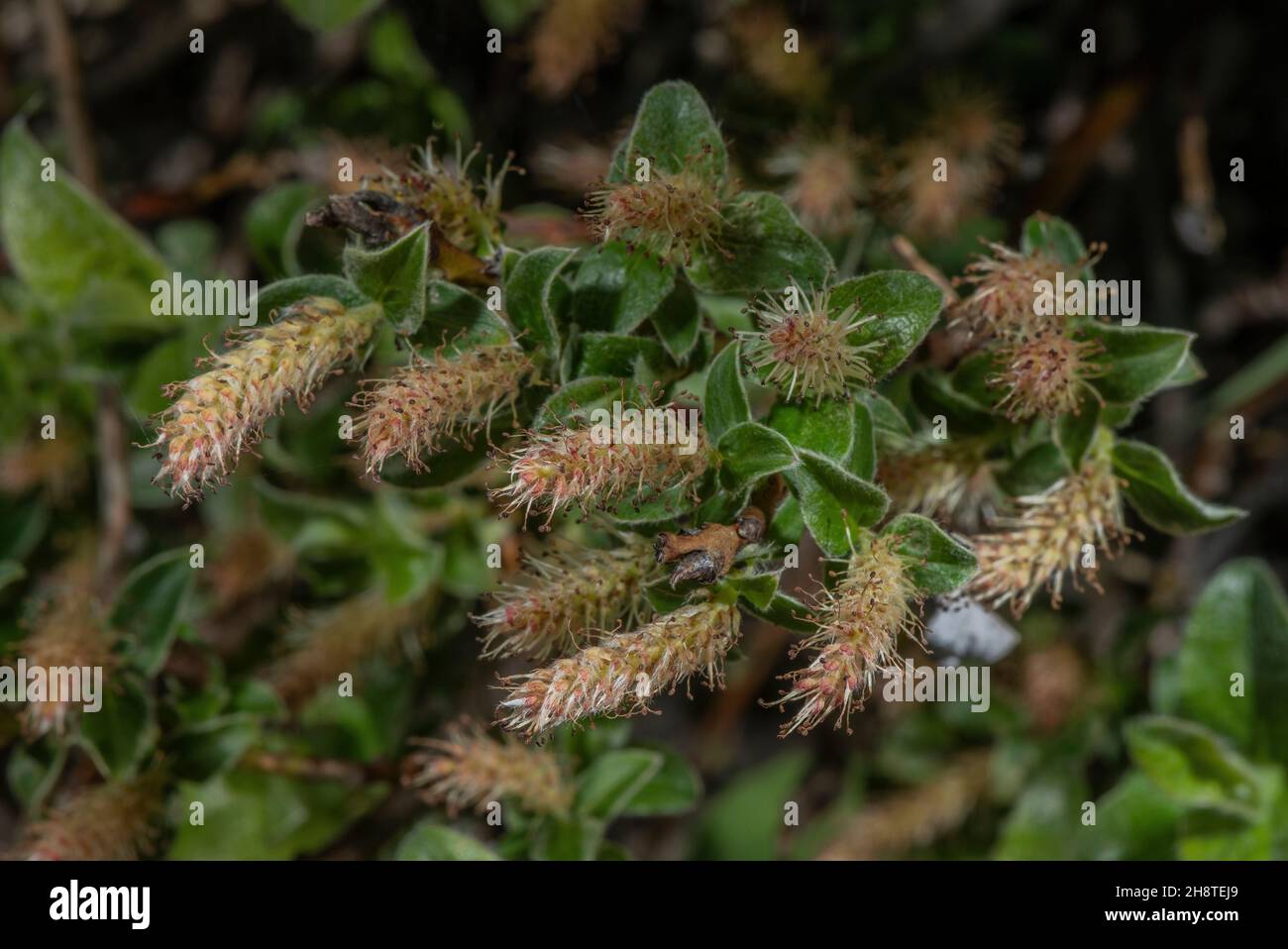 Pyrenean Willow, Salix pyrenaica, in flower. Male flowers.  Pyrenees. Stock Photo