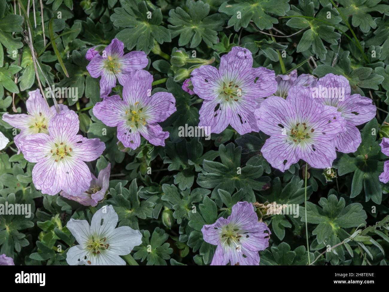 Ashy Cranesbill, Geranium cinereum, in flower. Pyrenees. Stock Photo