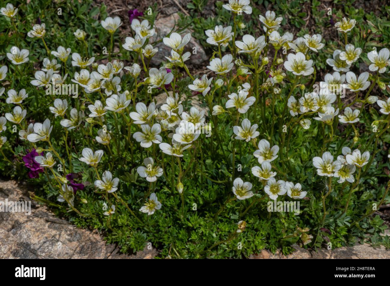 Saxifraga pedemontana ssp. prostii, (Saxifraga prostii) on acid rocks, Massif Central. Stock Photo