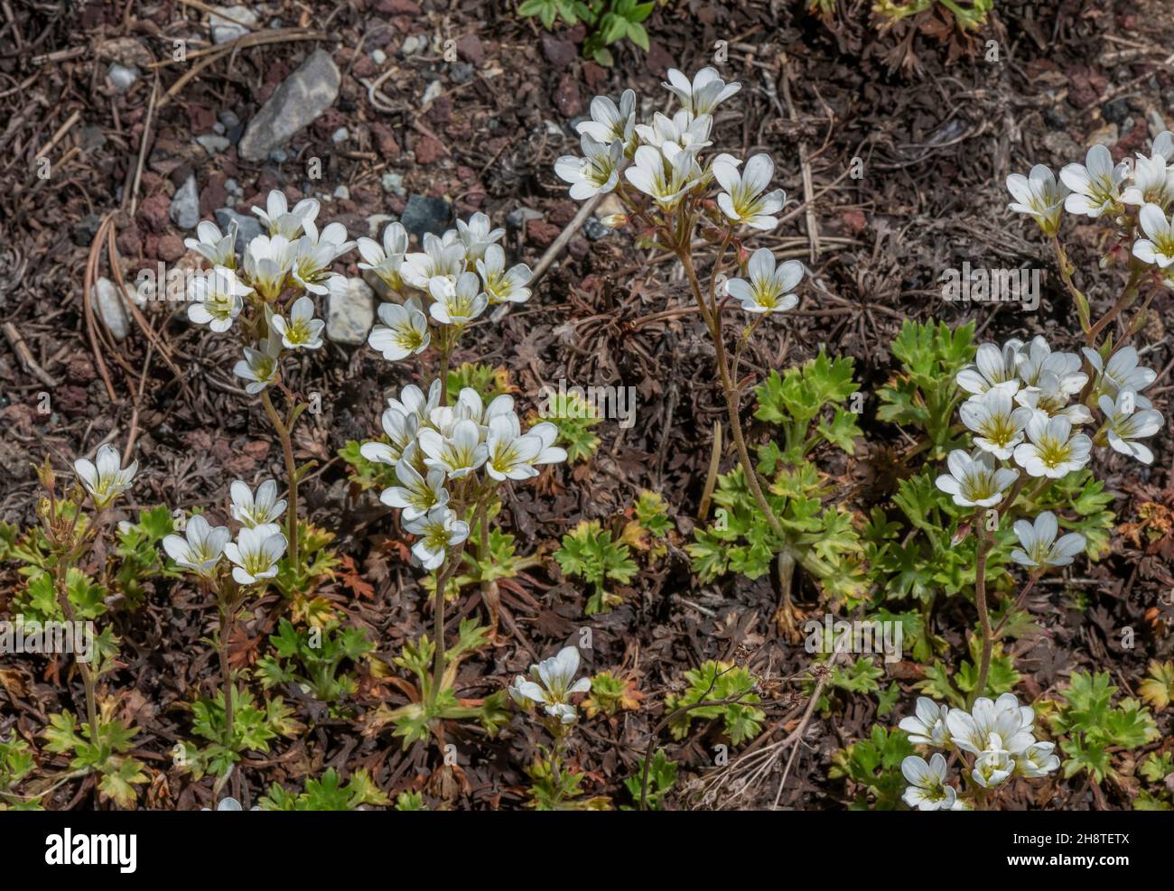 Geranium-like saxifrage, Saxifraga geranioides, in flower in the Pyrenees. Stock Photo