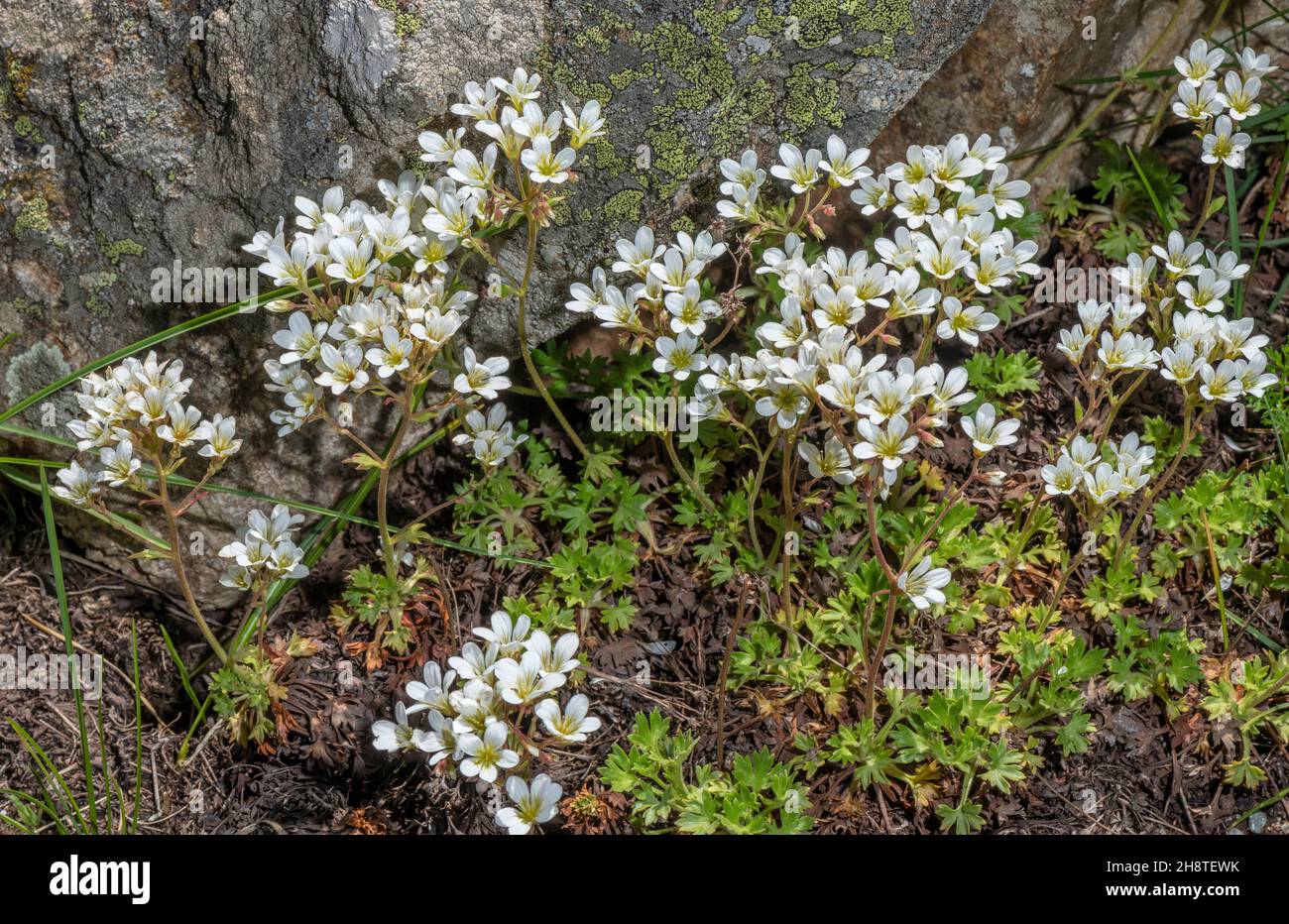 Geranium-like saxifrage, Saxifraga geranioides, in flower in the Pyrenees. Stock Photo
