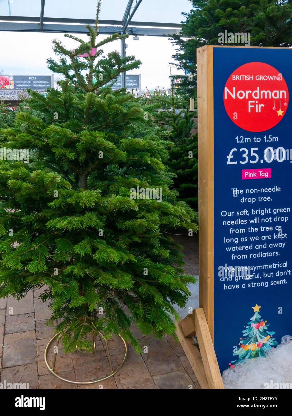 British grown Nordmann fir trees for sale at Christmas the advantage of this variety is that the needles are soft and do not fall price £35 for 1.5 me Stock Photo