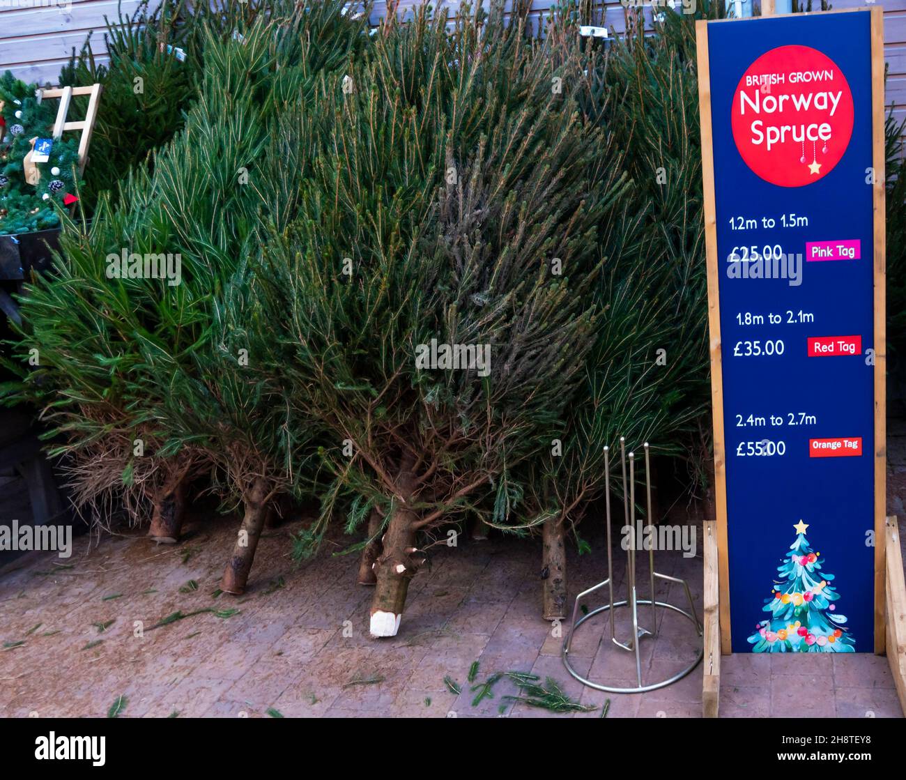 Norway Spruce Christmas Tree High Resolution Stock Photography And Images Alamy