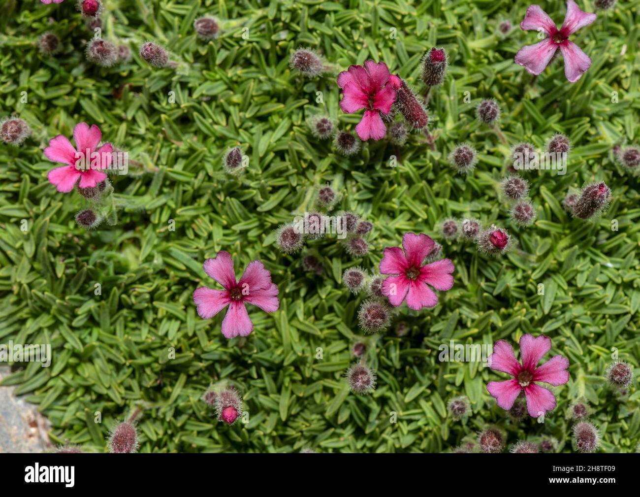 Saponaria pulvinaris in flower. Stock Photo