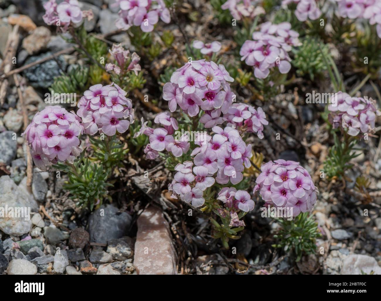 Aethionema subulatum in flower, Turkey. Stock Photo
