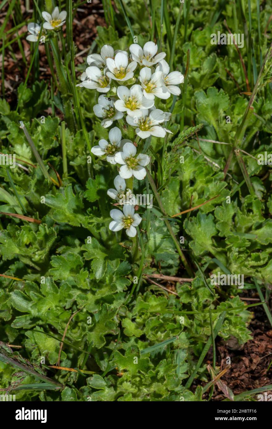Water saxifrage, Saxifraga aquatica,in flower in stream, Pyrenees. Stock Photo