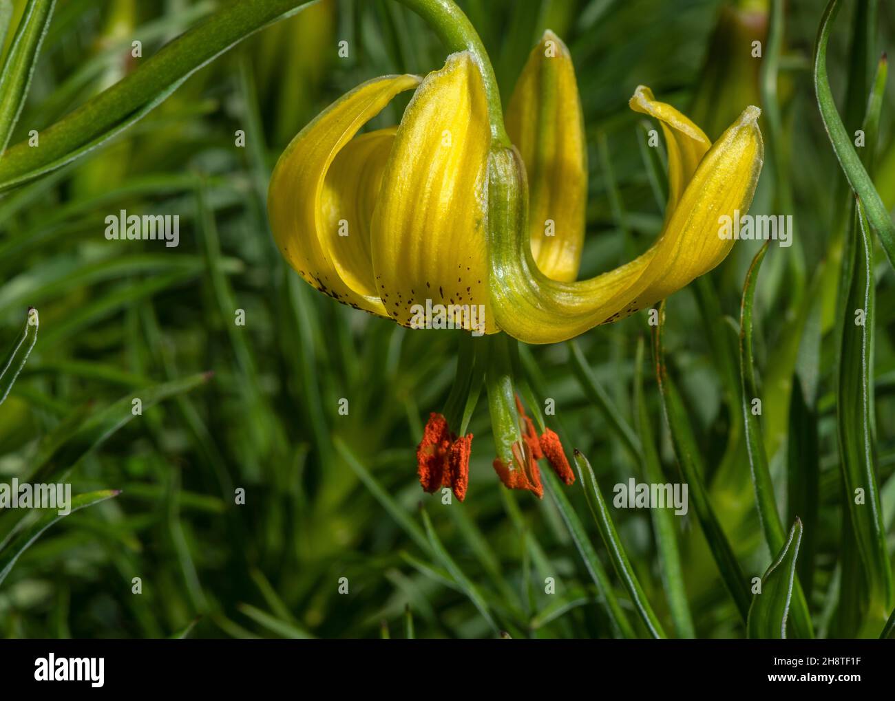 Pyrenean lily, Lilium pyrenaicum, in flower in the Pyrenees. Stock Photo