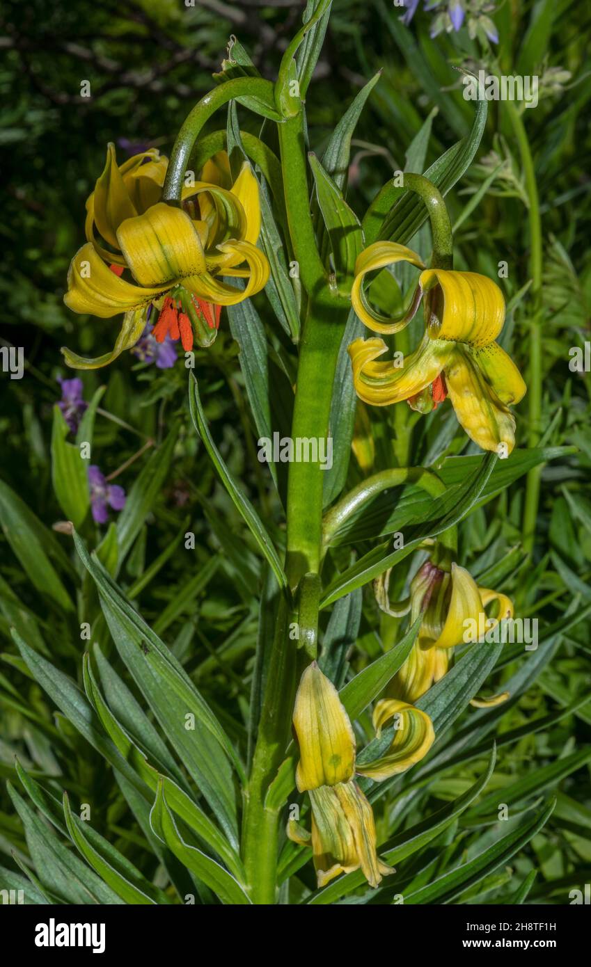 Pyrenean lily, Lilium pyrenaicum, in flower in the Pyrenees. Stock Photo
