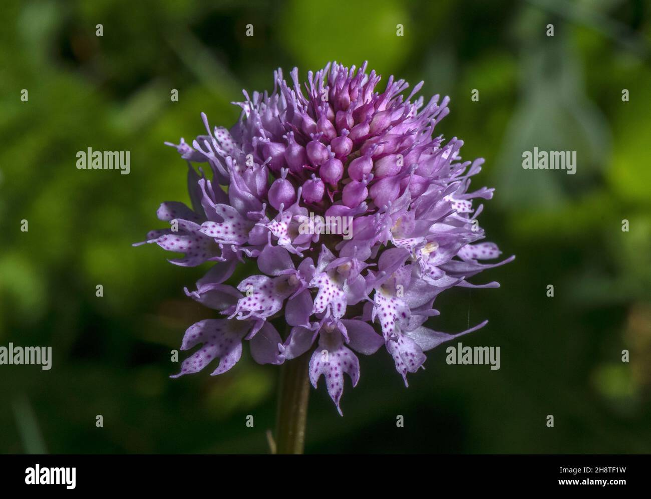 Globe-flowered Orchid, Traunsteinera globosa, in flower in alpine meadow. Stock Photo