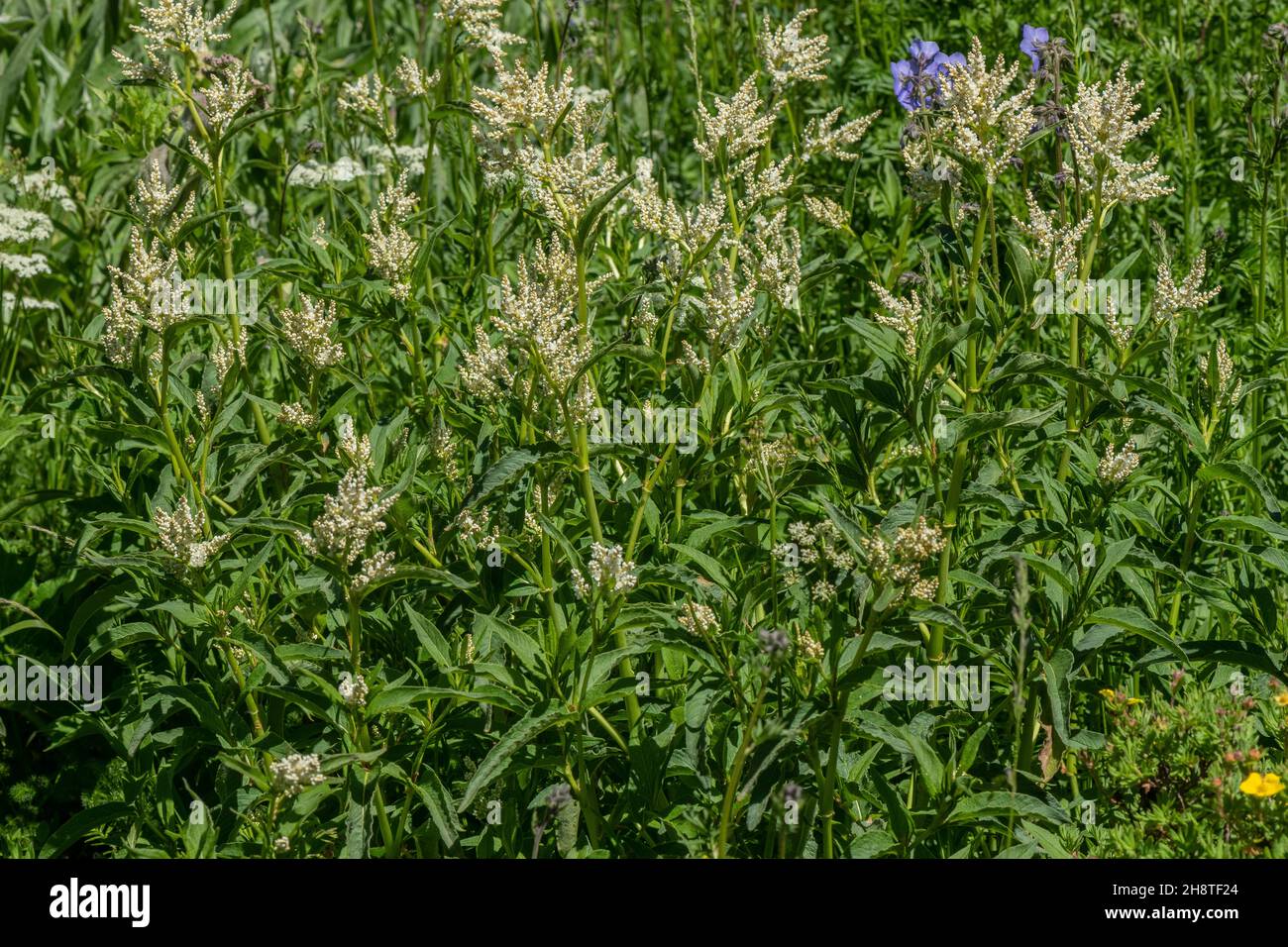 Alpine knotweed, Persicaria alpina, in flower, French Alps. Stock Photo