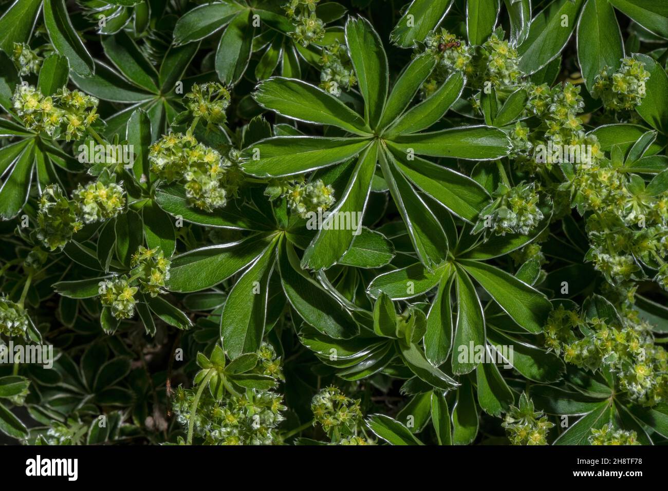 A Lady's Mantle, Alchemilla plicatula, = Alchemilla alpigena in flower. Alps. Stock Photo
