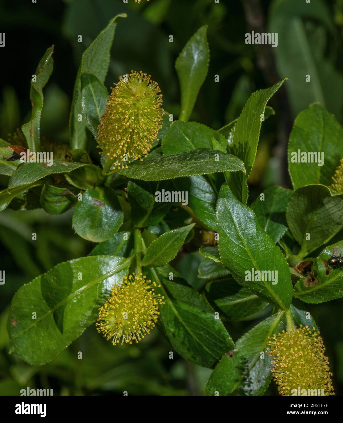 Bay willow, Salix pentandra, male catkins in flower. Stock Photo