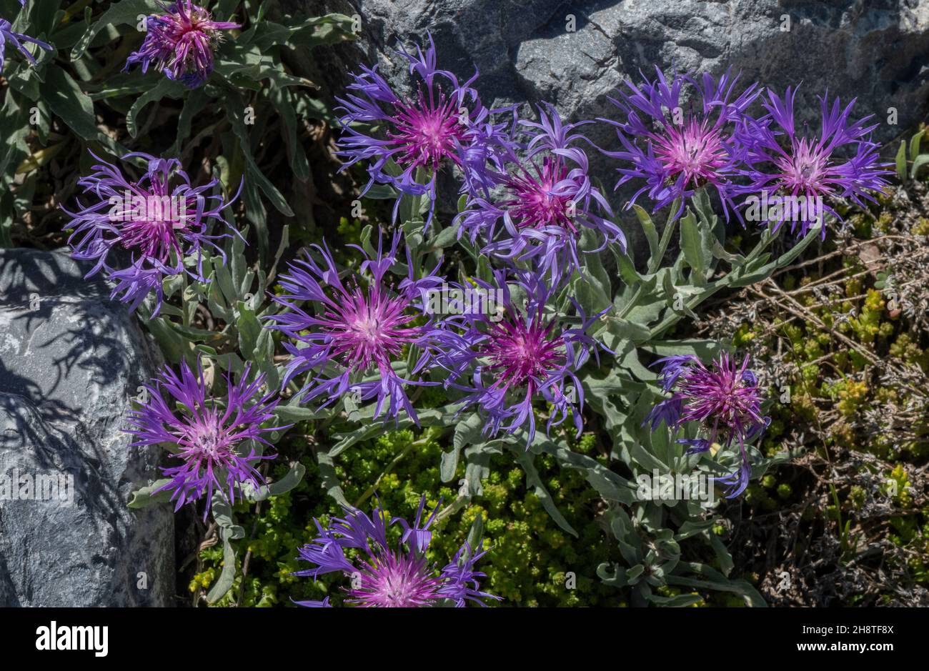 Squarrose knapweed, Centaurea triumfetii ssp triumfetii in flower in the Alps. Stock Photo