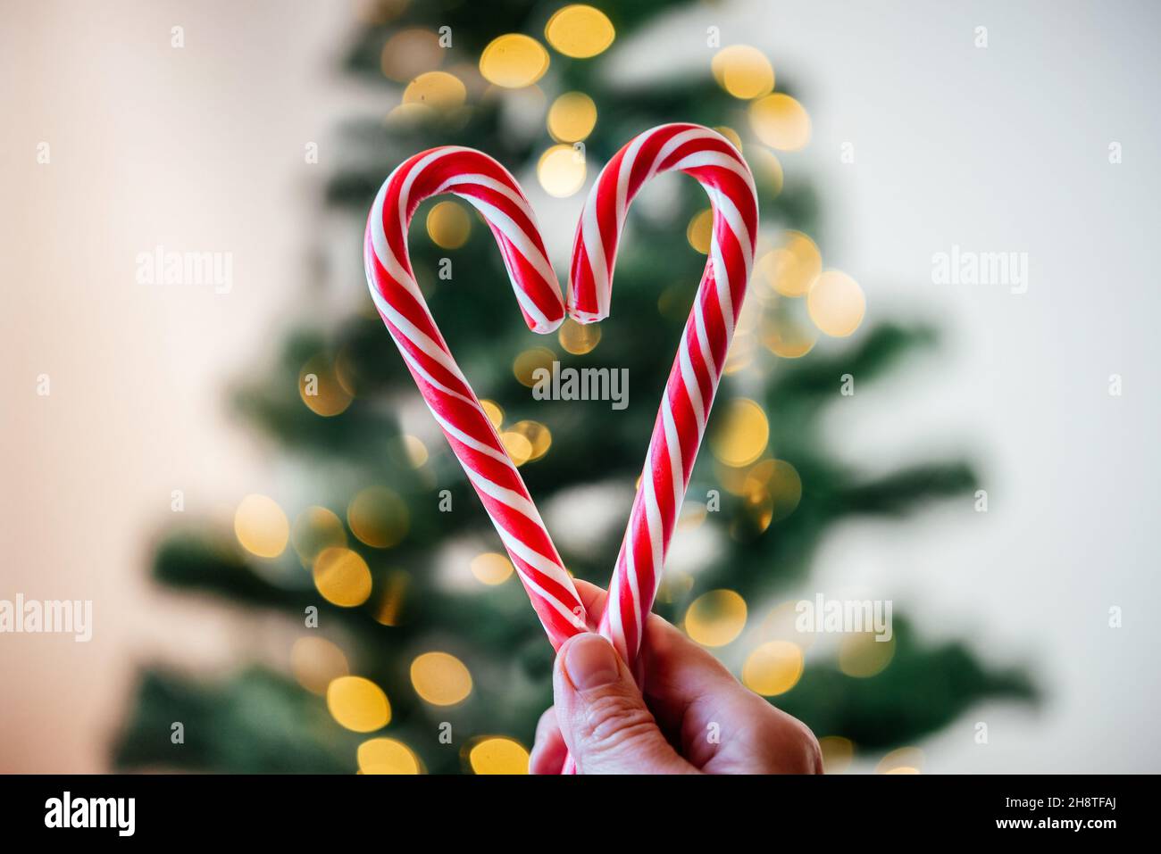 https://c8.alamy.com/comp/2H8TFAJ/hands-holding-candy-canes-in-the-shape-of-heart-against-christmas-tree-lights-bokeh-2H8TFAJ.jpg