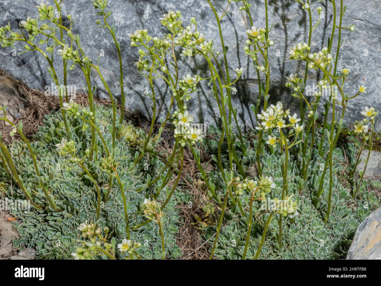 Spoon-leaved saxifrage, Saxifraga cochlearis, Maritime Alps - but should be whiter? Looks more like paniculata. Stock Photo