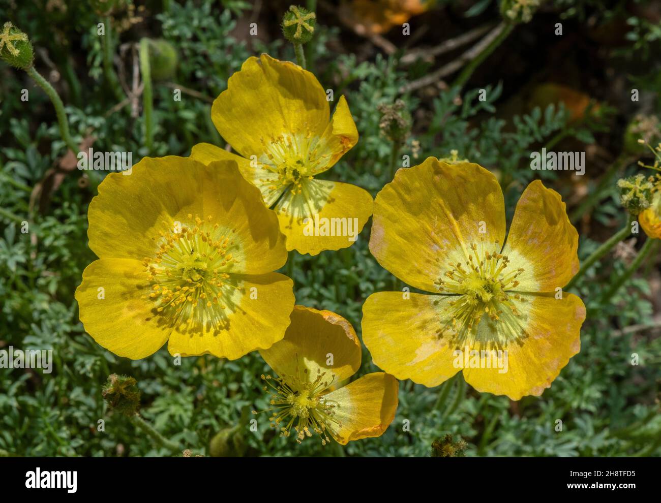 Alpine Poppy, Papaver alpinum in flower in the Alps. Stock Photo