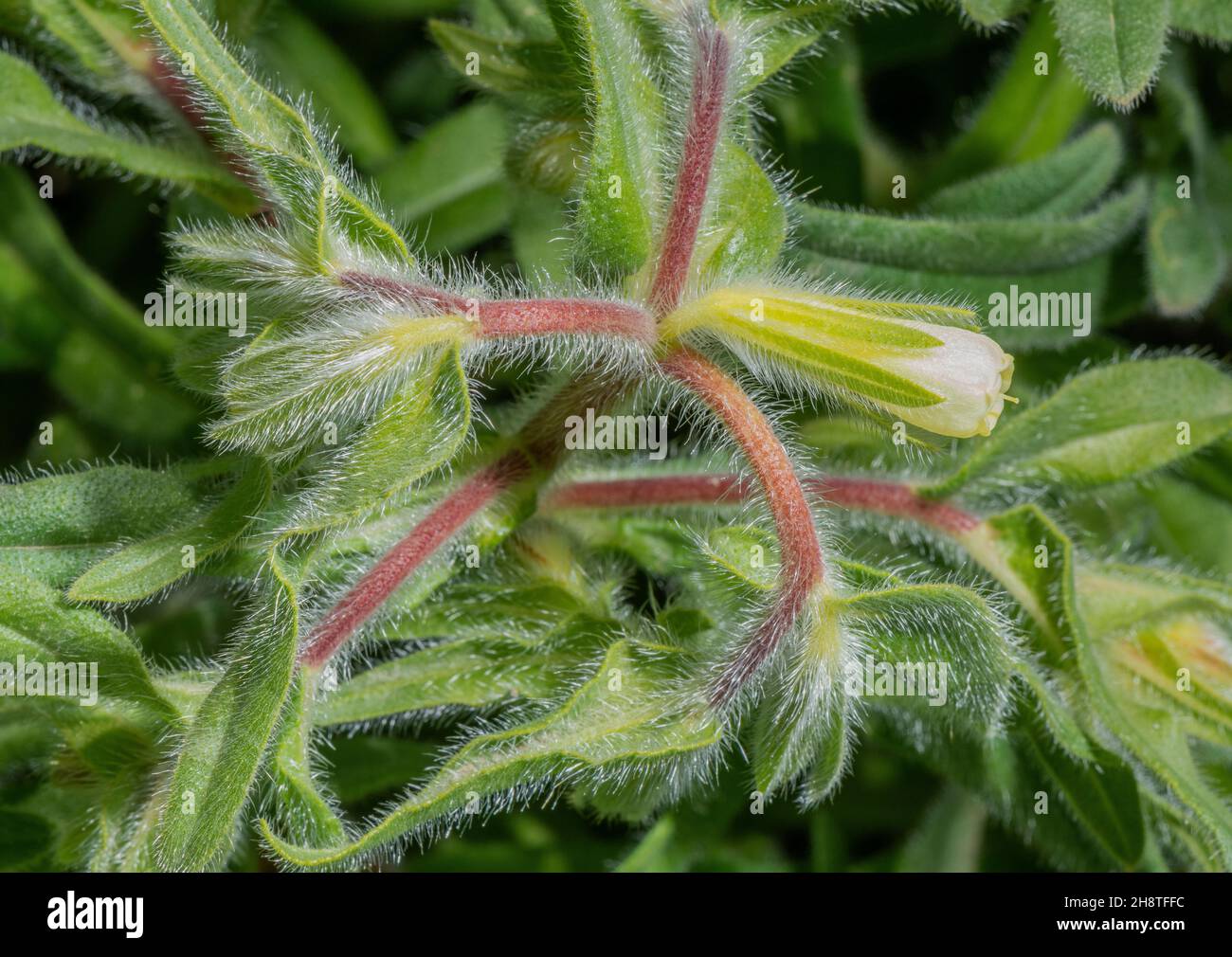 A Golden Drop, Onosma arenaria ssp. pyramidata, Onosma arenaria, in flower in the Alps Stock Photo