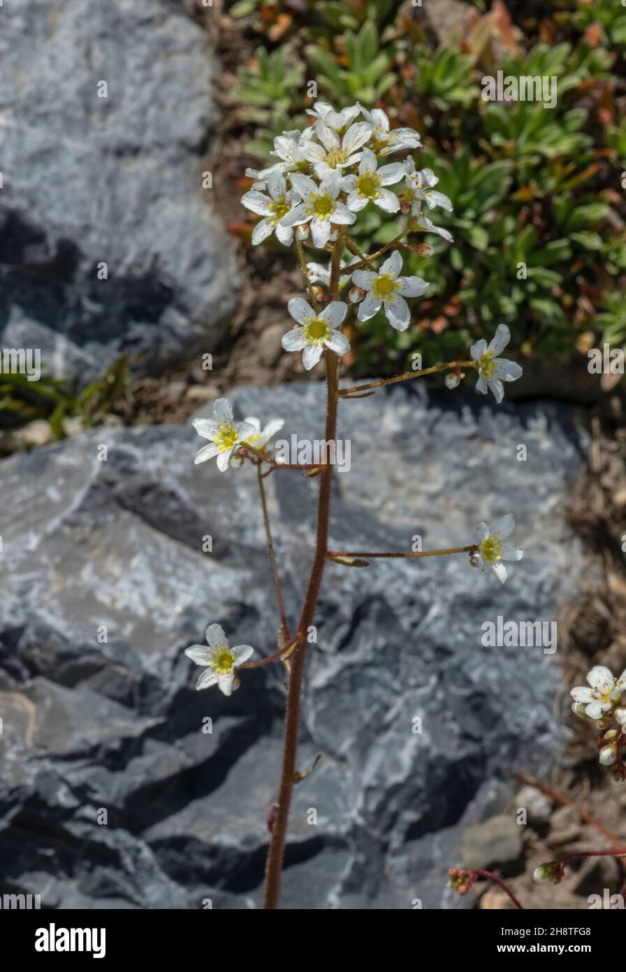 Host's saxifrage, Saxifraga hostii, in flower in the Alps. Stock Photo