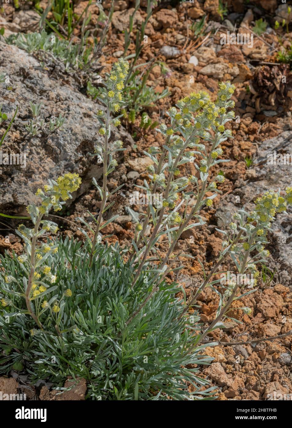 Apennines’ genepi, Artemisia umbelliformis subsp. eriantha, in flower. Stock Photo