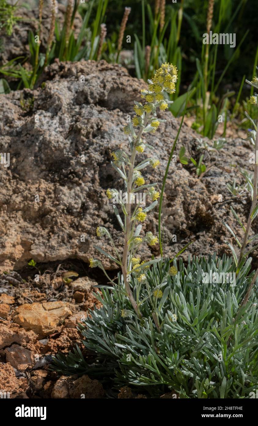 Apennines’ genepi, Artemisia umbelliformis subsp. eriantha, in flower. Stock Photo