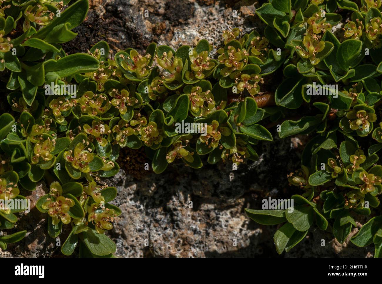 Thyme-leaved willow, Salix serpillifolia, male flowers. Alps. Stock Photo