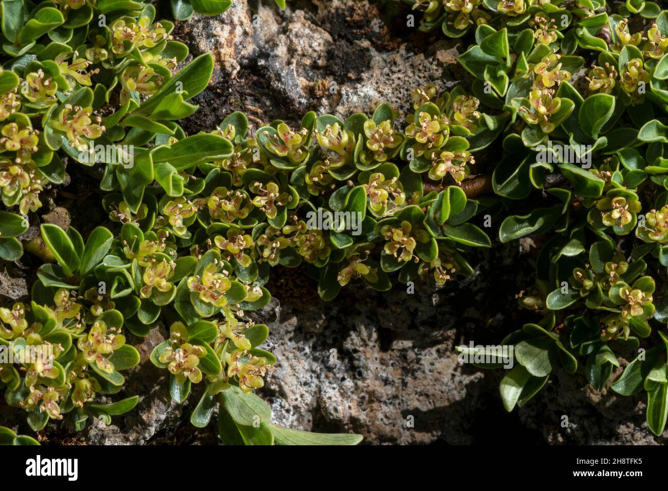 Thyme-leaved willow, Salix serpillifolia, male flowers. Alps. Stock Photo