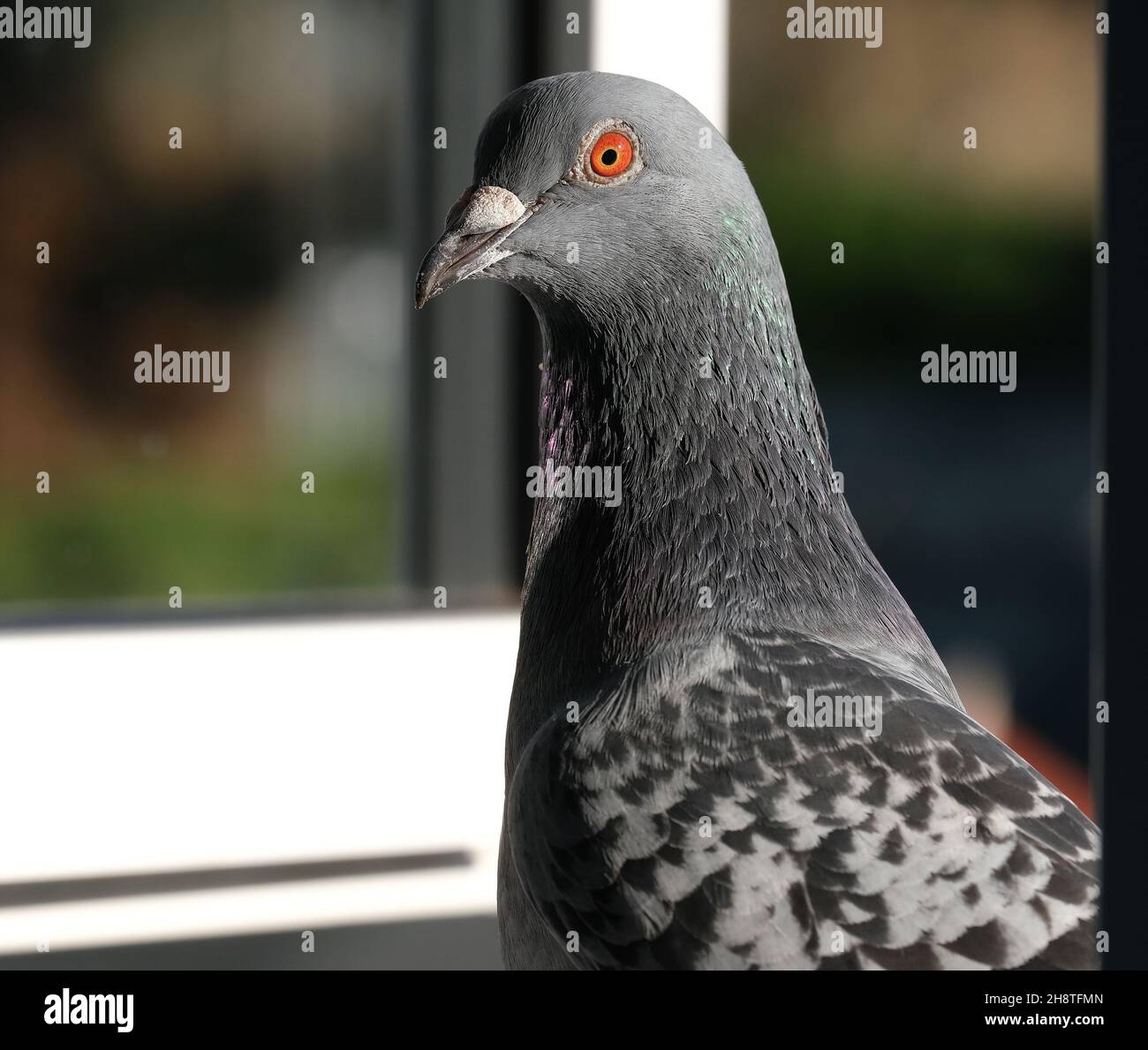Feral pigeon in urban house garden close to window. Stock Photo