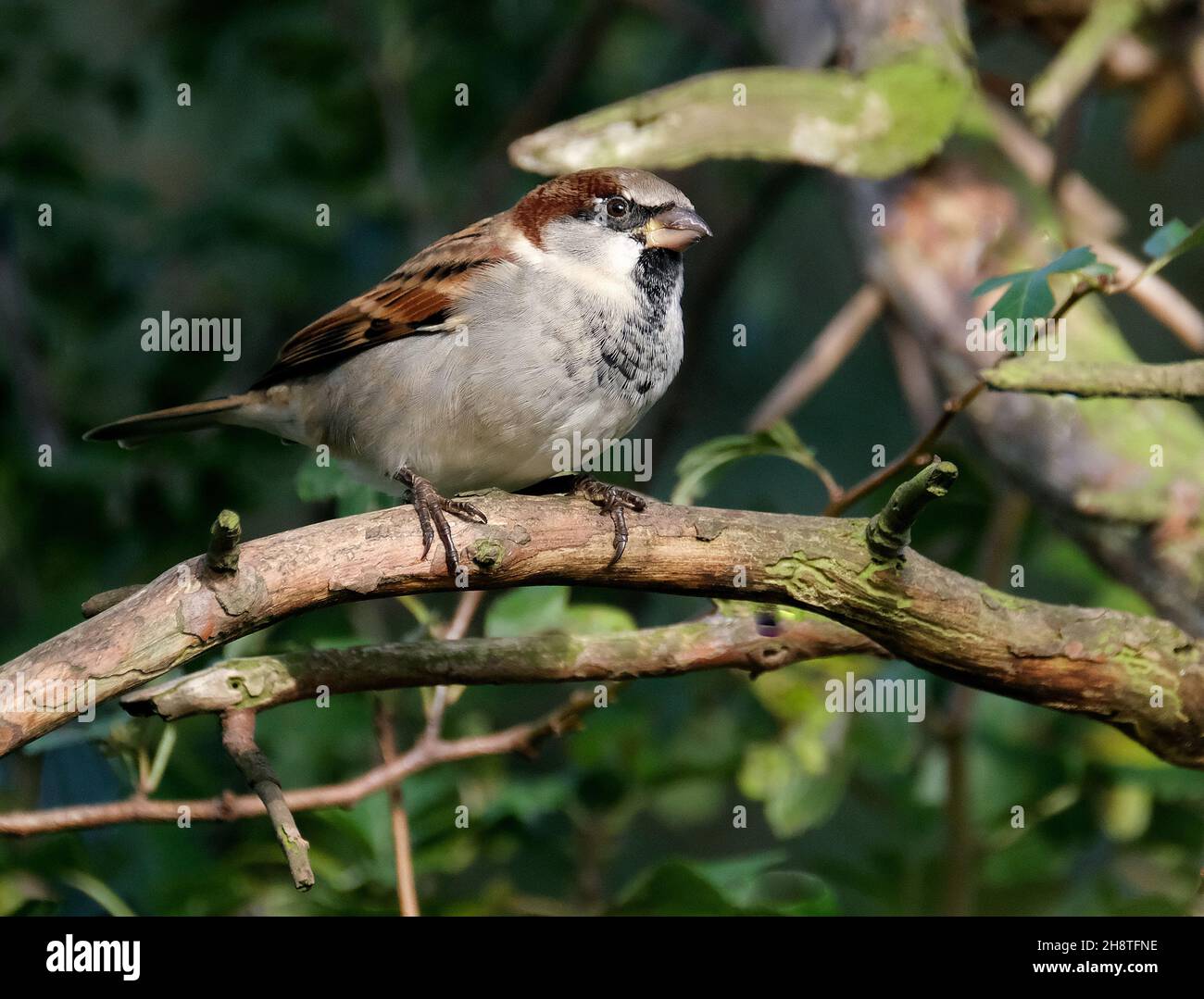 House sparrow on branch in urban house garden looking for food. Stock Photo