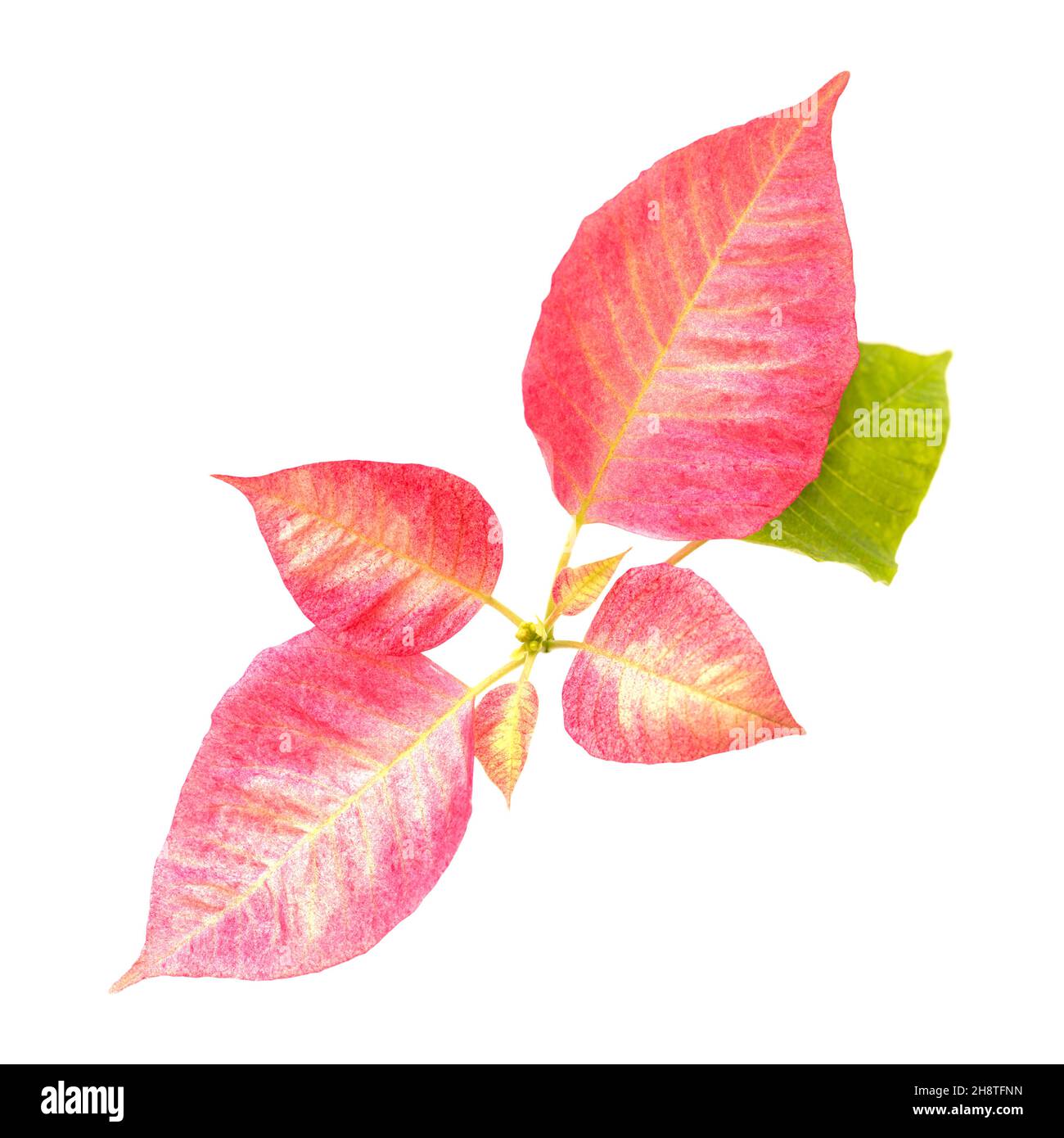 Pink poinsettia, Euphorbia pulcherrima or Easter flower leaves isolated on white background Stock Photo